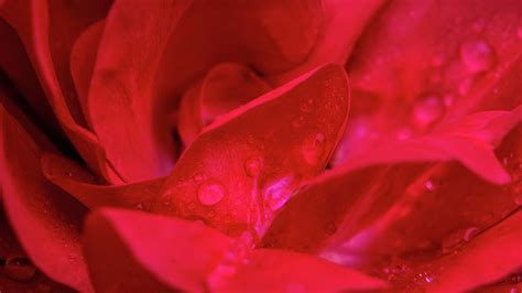 Rose Water Droplet Macro Photograph by Jason Fink - Fine Art America