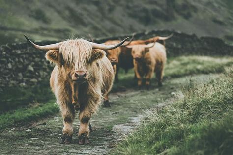 cow passing through grass, brown yak, nature, highland cow, cattle HD wallpaper | Cow wallpaper ...