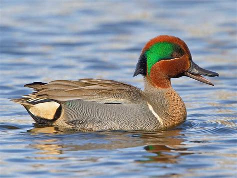 Green-winged Teal - ID, Facts, Diet, Habit & More | Birdzilla