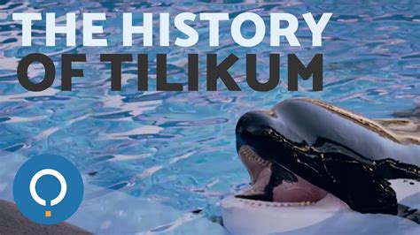 The Story of TILIKUM, the SeaWorld Orca - YouTube