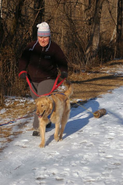 Maryland Sled Dog Adventures LLC: Training Your Dog to Pull: Run What You Brung Dog Sledding ...