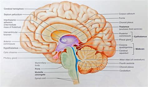 Anatomy of Human Body 24"x40" Poster Midsagittal Section Of The Human ...