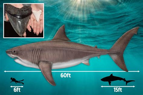 Prehistoric 'Megalodon' shark was a mammoth 60 FEET long and had teeth the size of bricks ...
