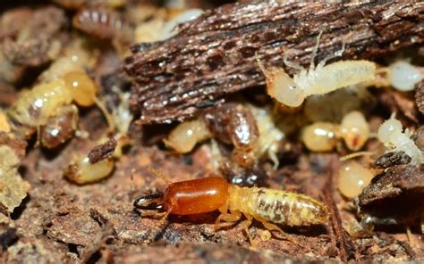 How To Get Rid of Drywood Termites - Stampede Pest Control