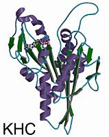 Kinesin Structure – Kinesin