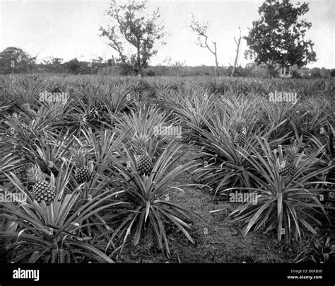 Caribbean pineapple plantation Black and White Stock Photos & Images - Alamy
