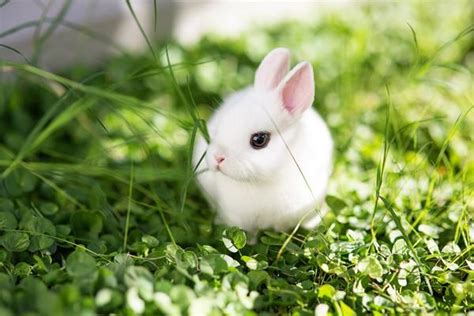 Feeding A Dwarf Rabbit - A Complete Guide!