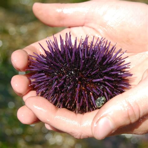 Purple sea urchin • Strongylocentrotus purpuratus - Biodiversity of the Central Coast