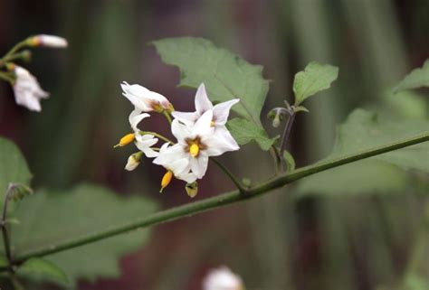 Solanaceae | Definition, Taxonomy, Description, Characteristics, Major ...