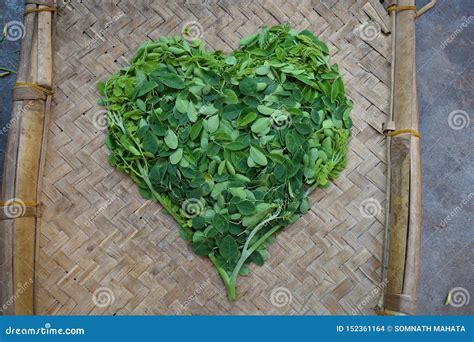 Moringo Tree Leaves stock photo. Image of healthy, food - 152361164