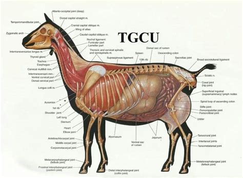 Goat Anatomy | Large animal vet, Large animals, Pet vet