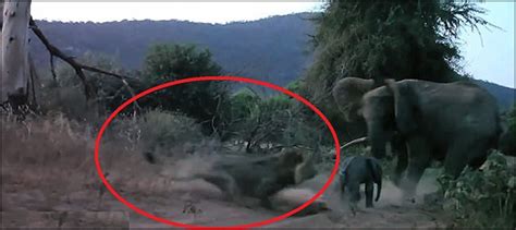 VIDEO: Mother elephant thwarts lion's attack on newborn