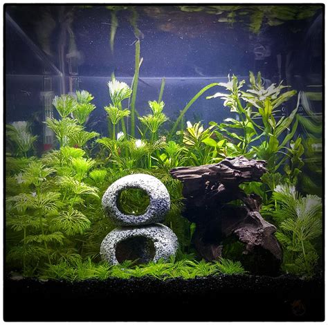 6G cycled and ready. New nano shrimp tank! : r/Aquariums