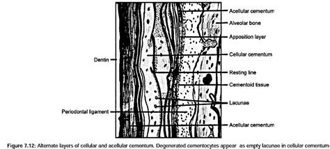 cementum structure (2) l Oral histology & biology MCQs for dental ...