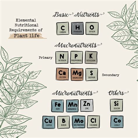 Understanding NPK Fertilizers & Their Importance in Plant Growth