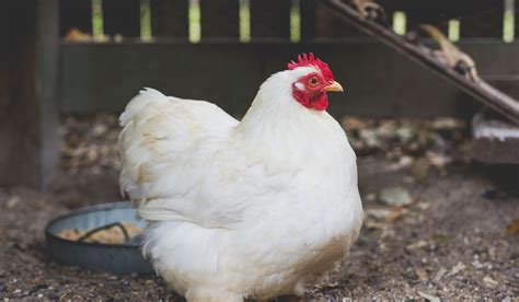 Cochin Chicken Breed Profile - Farmhouse Guide