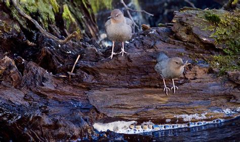 American Dipper | Nest building on the Quatse River in Port … | Flickr