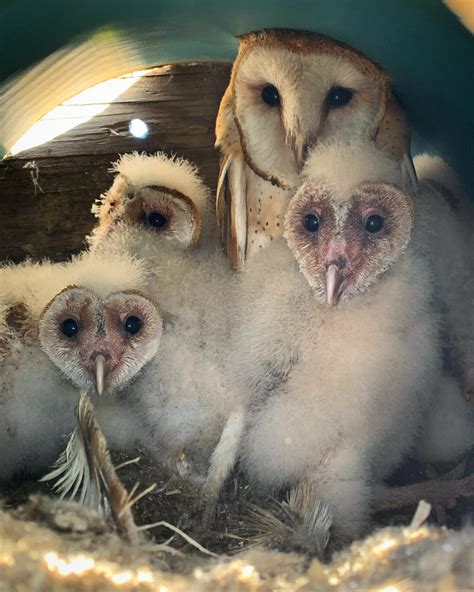 Barn Owl nest box networks - Napa County UCCE