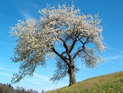 Şəkil:Frühling blühender Kirschenbaum.jpg