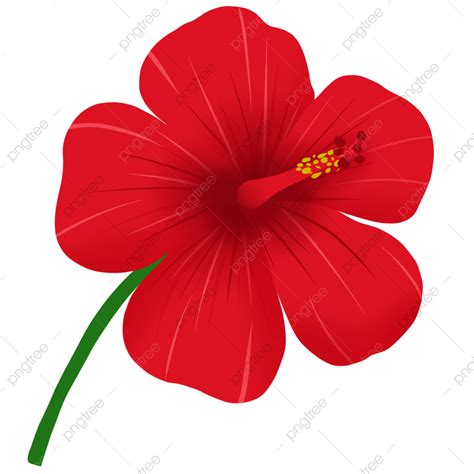 Malaysia National Flower Vector | Best Flower Site