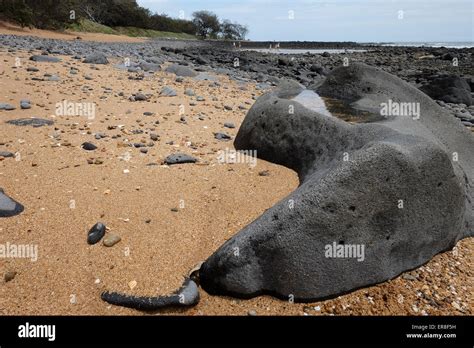 On Mon Repos Beach Stock Photo - Alamy