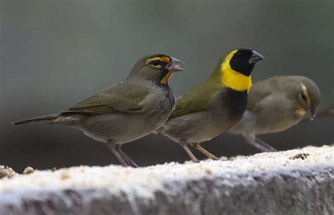 Cuban Finch - Aviculture Hub