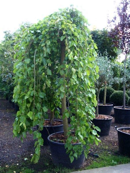 Morus Alba 'Pendula', is a popular ornamental plant, also commonly known as Weeping White ...