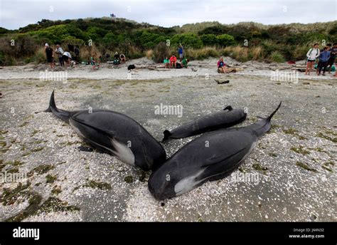 Picture by Tim Cuff - 10 & 11 February 2017 - Mass pilot whale ...