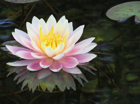 Tranquil Reflection of a Lotus Flower | Beautiful flowers, Flowers, Plants