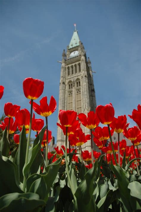 CANADIAN TULIP FESTIVAL | Canada