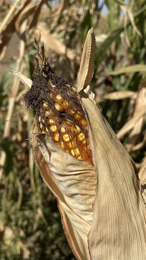 Corn Cob stock photo. Image of bread, harvest, bird - 235149208