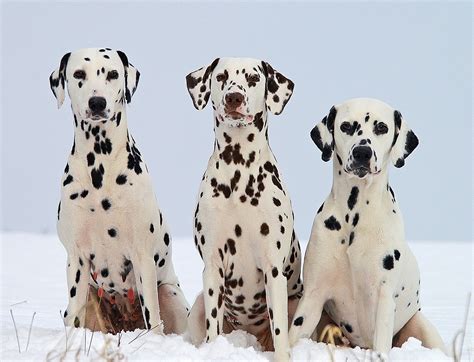 Dalmatian Puppies: A Comprehensive New Owner Guide