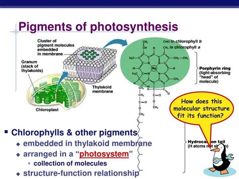 PPT - Pigments of photosynthesis PowerPoint Presentation - ID:6558175