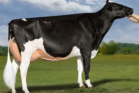 The most expensive dairy cow in the world - Dairy Global