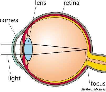 Emmetropia dictionary definition | emmetropia defined