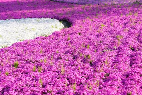 Ashikaga Flower Park Wikipedia | Best Flower Site