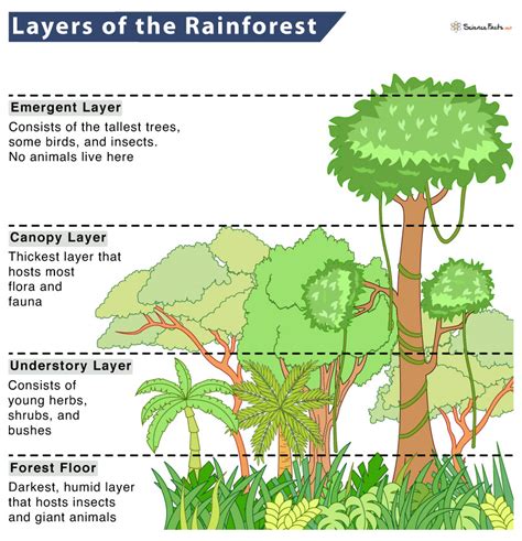 4 Layers of the Rainforest