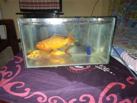 Fish With Tank | LankaMarket