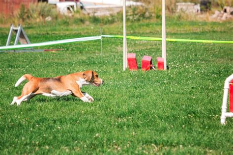 Dog in Agility Competition Set Up in Green Grassy Park Stock Photo - Image of fitness, command ...