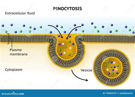 Pinocytosis. Cell Transport Stock Image - Image of material, extracellular: 152844197