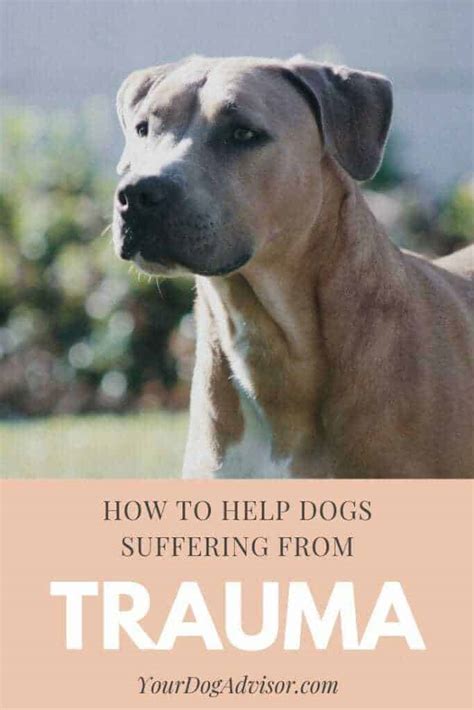 How To Help Dogs Suffering From Trauma | Your Dog Advisor