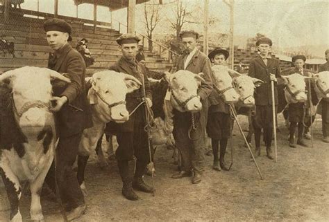 County Fair Showing Livestock Image - Etsy | Showing livestock, County fair, Heifer