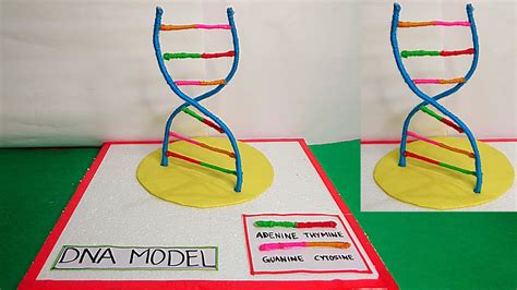 Labeled Dna Models Projects