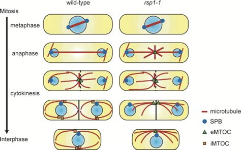 Reconstruction of Microtubules: Developmental Cell