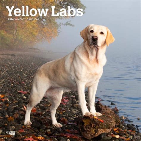 2024 Yellow Labrador Retriever Calendar - Chris Delcine