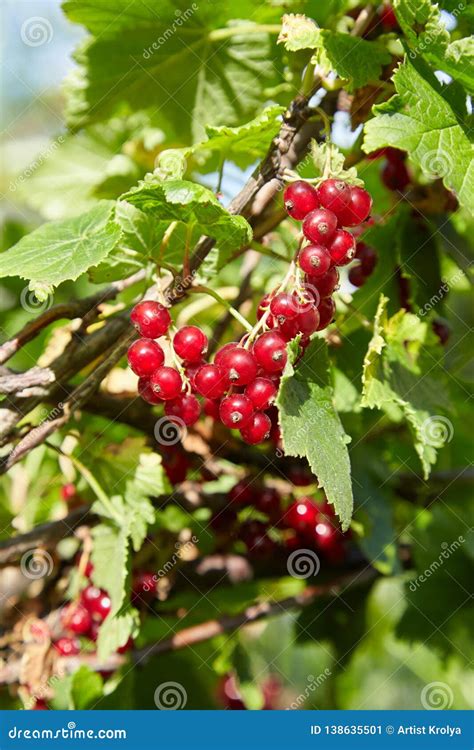 Bush of Red Currant in a Garden. Stock Image - Image of closeup, branch: 138635501