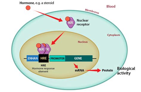 Human Anatomy | Reading Assignment: Cell Structure and Function | Top Hat