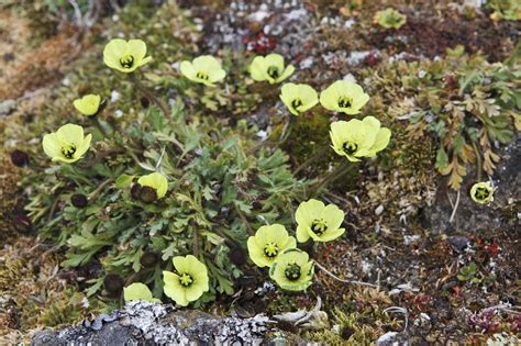 Iceland Poppy Care - How To Grow Arctic Poppies In The Garden ...