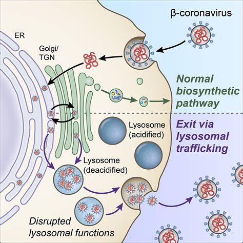 Opinion From : NIH scientists discover key pathway in lysosomes that coronaviruses use to exit ...