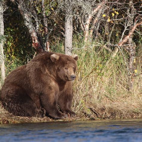 Meet Otis, the 2021 champion and four times winner of "Fat Bear Week" at Alaska's Katmai ...